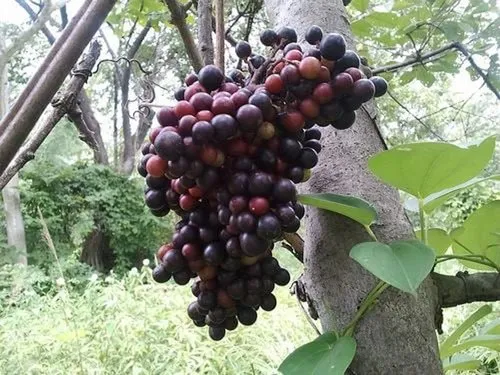 Cambodian Wild Grape (કેમ્બોડિયન જંગલી દ્રાક્ષ)